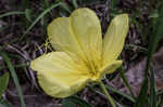 Bigfruit evening primrose